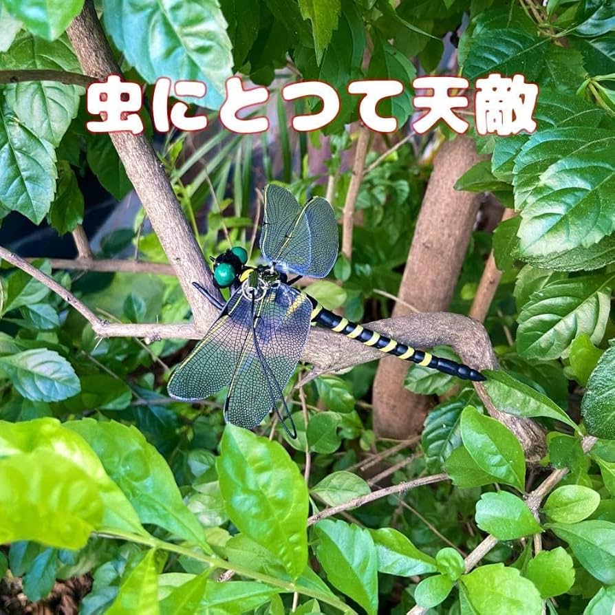 ハートランダー様　虫 s-2010091414512251164.jpg